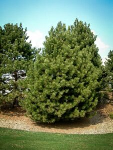 Сосна Чёрная (Pinus Nigra) купить по цене от 270.00р. в интернет-магазине «Посадика» с доставкой почтой в в Агрызе и по всей России – [изображение №1].