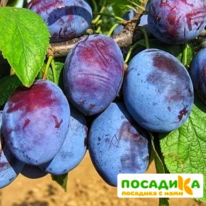 Слива Чачакская ранняя купить по цене от 229.00р. в интернет-магазине «Посадика» с доставкой почтой в в Агрызе и по всей России – [изображение №1].