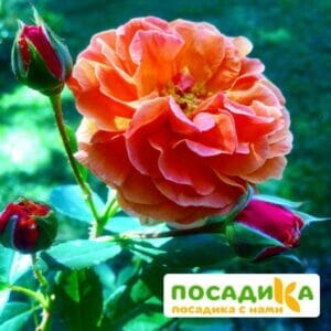 Роза Арабия купить по цене от 350.00р. в интернет-магазине «Посадика» с доставкой почтой в в Агрызе и по всей России – [изображение №1].