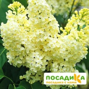 Сирень Примроуз (Primrose) купить по цене от 529.00р. в интернет-магазине «Посадика» с доставкой почтой в в Агрызе и по всей России – [изображение №1].