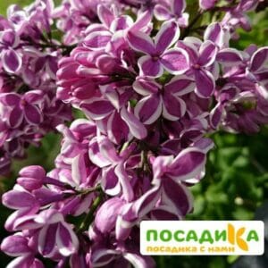 Сирень Сенсация купить по цене от 529.00р. в интернет-магазине «Посадика» с доставкой почтой в в Агрызе и по всей России – [изображение №1].