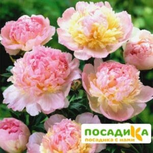 Пион Распберри Сандей (Paeonia Raspberry Sundae) купить по цене от 959р. в интернет-магазине «Посадика» с доставкой почтой в в Агрызе и по всей России – [изображение №1].