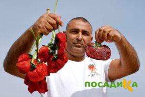 Клубника Гигант Джорнея купить по цене от 266р. в интернет-магазине «Посадика» с доставкой почтой в в Агрызе и по всей России – [изображение №1].