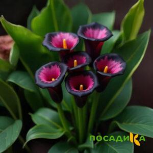 Калла Аура Лейс купить по цене от 400р. в интернет-магазине «Посадика» с доставкой почтой в в Агрызе и по всей России – [изображение №1].