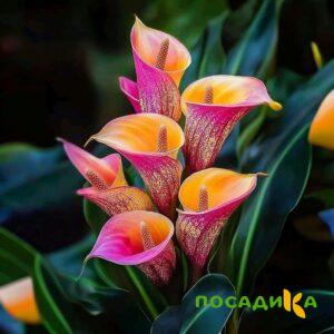 Калла Оникс купить по цене от 450р. в интернет-магазине «Посадика» с доставкой почтой в в Агрызе и по всей России – [изображение №1].