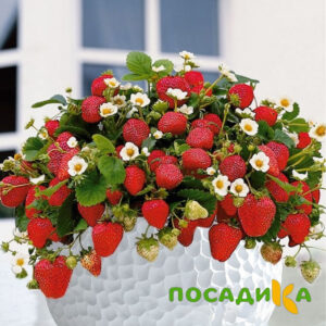 Клубника Рубиновый Шепот (горшечная) купить по цене от 240р. в интернет-магазине «Посадика» с доставкой почтой в в Агрызе и по всей России – [изображение №1].