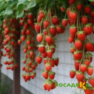 Клубника вьющаяся Комплимент купить по цене от 470р. в интернет-магазине «Посадика» с доставкой почтой в в Агрызе и по всей России – [изображение №1].