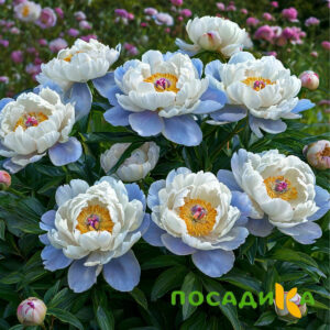 Пион акварельный Этюд купить по цене от 806р. в интернет-магазине «Посадика» с доставкой почтой в в Агрызе и по всей России – [изображение №1].