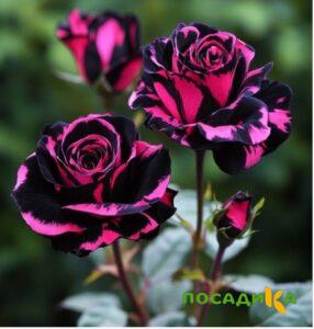 Роза Багровый Шепот купить по цене от 366р. в интернет-магазине «Посадика» с доставкой почтой в в Агрызе и по всей России – [изображение №1].