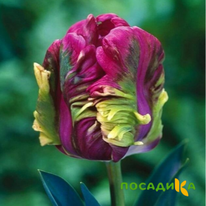 Тюльпан Экзотик Хэвен купить по цене от 186р. в интернет-магазине «Посадика» с доставкой почтой в в Агрызе и по всей России – [изображение №1].