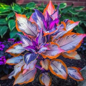 Хоста Эмеральд Тиара купить по цене от 602р. в интернет-магазине «Посадика» с доставкой почтой в в Агрызе и по всей России – [изображение №1].