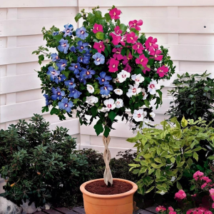 Гибискус-Дерево Триколор купить по цене от 289р. в интернет-магазине «Посадика» с доставкой почтой в в Агрызе и по всей России – [изображение №1].