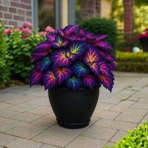 Хоста Фрости Блю купить по цене от 389р. в интернет-магазине «Посадика» с доставкой почтой в в Агрызе и по всей России – [изображение №1].