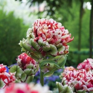 Тюльпан Дабл Флеминг Берд купить по цене от 249р. в интернет-магазине «Посадика» с доставкой почтой в в Агрызе и по всей России – [изображение №1].