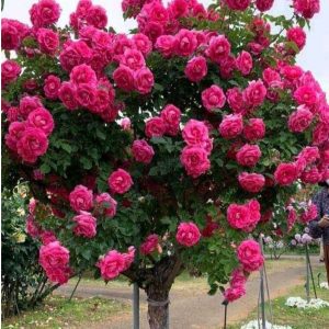 Роза Версаля купить по цене от 232р. в интернет-магазине «Посадика» с доставкой почтой в в Агрызе и по всей России – [изображение №1].