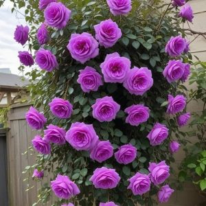 Роза Мистик Уайт купить по цене от 620р. в интернет-магазине «Посадика» с доставкой почтой в в Агрызе и по всей России – [изображение №1].