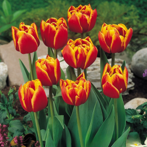 Тюльпан Блэк Фаер купить по цене от 275р. в интернет-магазине «Посадика» с доставкой почтой в в Агрызе и по всей России – [изображение №1].