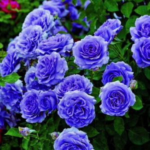 Роза Блю Мун купить по цене от 450р. в интернет-магазине «Посадика» с доставкой почтой в в Агрызе и по всей России – [изображение №1].