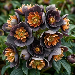 Морозник Блум Айс купить по цене от 499р. в интернет-магазине «Посадика» с доставкой почтой в в Агрызе и по всей России – [изображение №1].