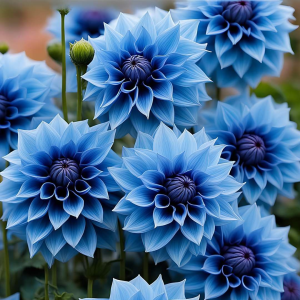 Георгин Вижапе купить по цене от 699р. в интернет-магазине «Посадика» с доставкой почтой в в Агрызе и по всей России – [изображение №1].