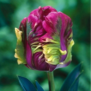 Тюльпан Экзотик Хэвен купить по цене от 186р. в интернет-магазине «Посадика» с доставкой почтой в в Агрызе и по всей России – [изображение №1].