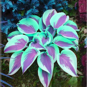 Хоста Висперин Бьюти купить по цене от 379р. в интернет-магазине «Посадика» с доставкой почтой в в Агрызе и по всей России – [изображение №1].