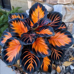 Хоста Сикрет Форест купить по цене от 601р. в интернет-магазине «Посадика» с доставкой почтой в в Агрызе и по всей России – [изображение №1].