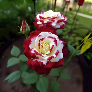 Роза Роял Глом купить по цене от 401р. в интернет-магазине «Посадика» с доставкой почтой в в Агрызе и по всей России – [изображение №1].