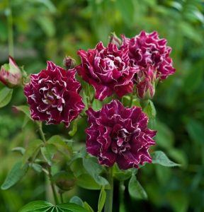 Роза Опаловый Пейзаж купить по цене от 490р. в интернет-магазине «Посадика» с доставкой почтой в в Агрызе и по всей России – [изображение №1].