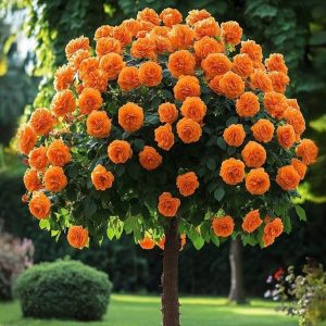 Роза Солнечный Шарм купить по цене от 349р. в интернет-магазине «Посадика» с доставкой почтой в в Агрызе и по всей России – [изображение №1].