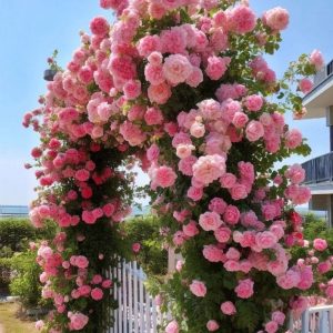 Роза Пастель Розе купить по цене от 605р. в интернет-магазине «Посадика» с доставкой почтой в в Агрызе и по всей России – [изображение №1].