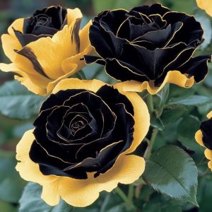 Роза Ханни Сикл купить по цене от 700р. в интернет-магазине «Посадика» с доставкой почтой в в Агрызе и по всей России – [изображение №1].