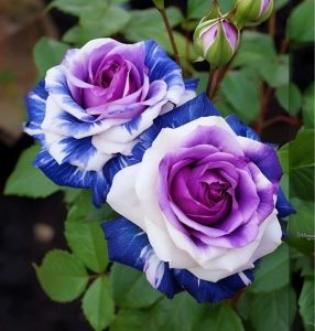 Роза Айвори Каскад купить по цене от 420р. в интернет-магазине «Посадика» с доставкой почтой в в Агрызе и по всей России – [изображение №1].