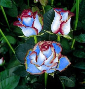 Роза Сафайер Пэтл купить по цене от 450р. в интернет-магазине «Посадика» с доставкой почтой в в Агрызе и по всей России – [изображение №1].