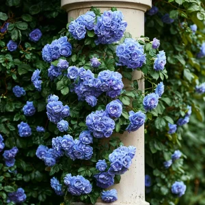 Роза плетистая Блю Перпл купить по цене от 540р. в интернет-магазине «Посадика» с доставкой почтой в в Агрызе и по всей России – [изображение №1].